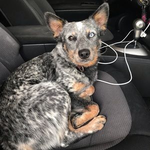 Meet your Posher, Layla